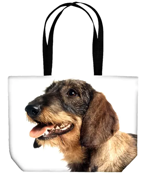 portrait of a dachshund dog june 1987 animal animals pet pets domestic