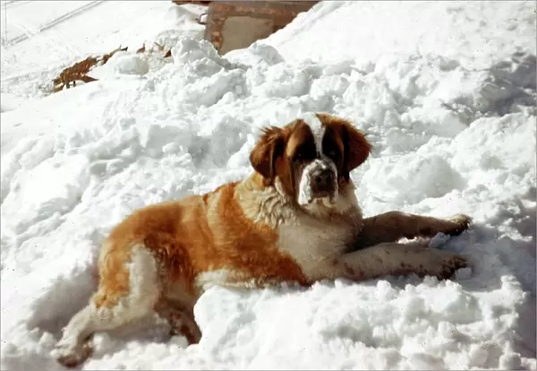 Animals - Dogs St Bernard Dog - September 1970 in the snow