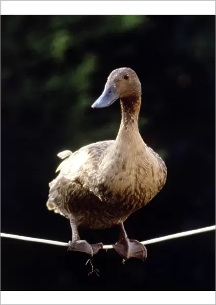 Daffy The Highwire Duck walking a tightrope November 1985 A©Mirrorpix