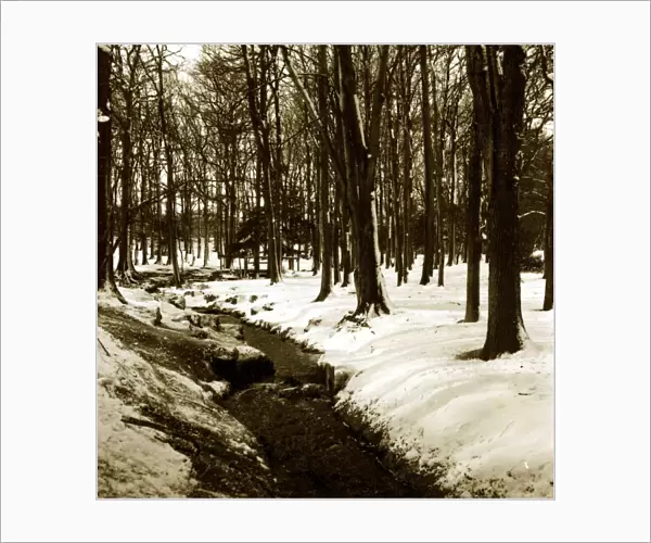 Grovelands Park Southgate - Weather Winter Scenes Snow Trees