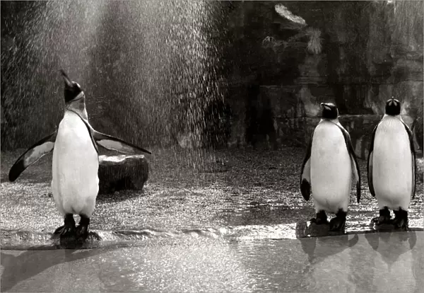 A Penguin flapping his wings as he gets a shower in the rain at Bristol zoo August