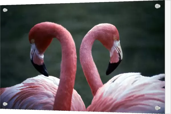 Flamingoes at Western Underwood Zoo December 1979