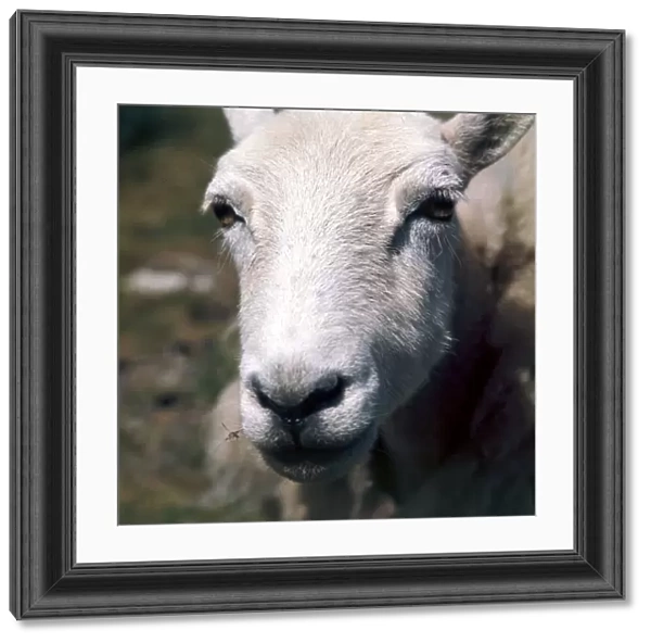 Close up of a sheep on the hills near Radnorshire in Wales April 1990