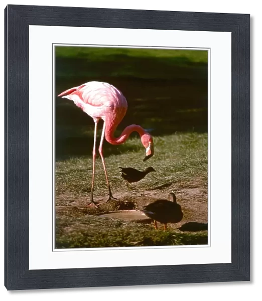 A flamingo at Chester Zoo October 1977