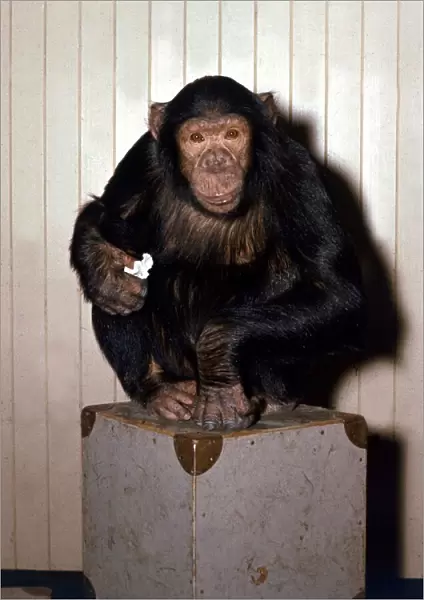 Chimpanzee sitting on a box at London Zoo Circa 1980