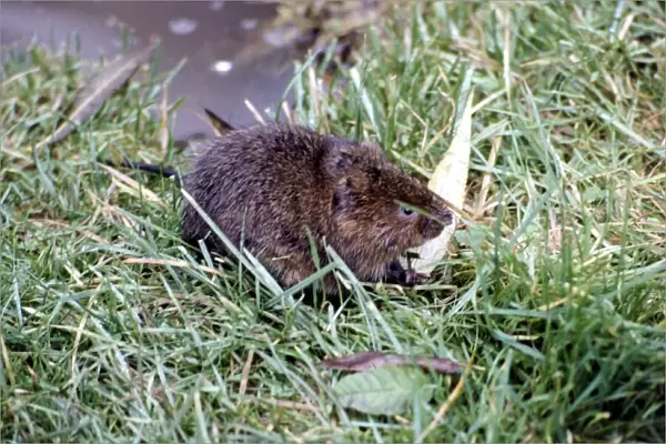 A water vole at Severn Wildfow Trust in Slimbridge Glocuestershire October 1980