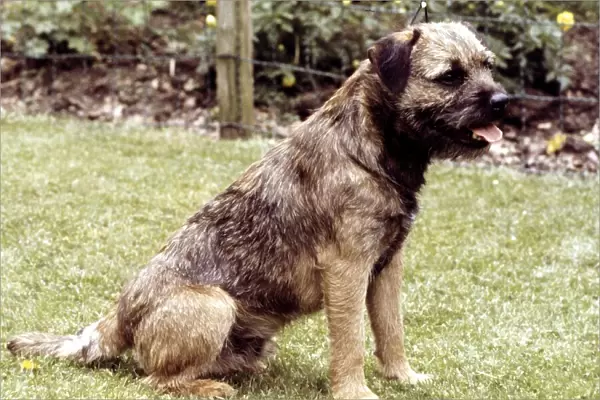 A Border Terrier Dog sitting down June 1987