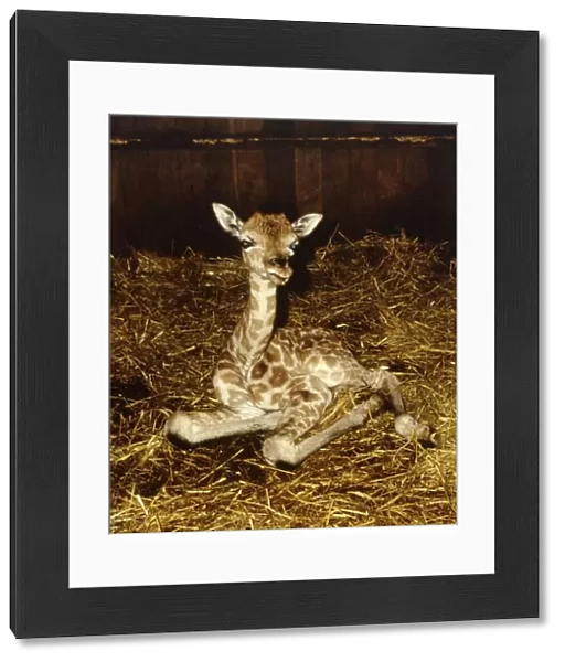 One of the one day old giraffe twins at Longleat Safari Park born to mother Bernadine May