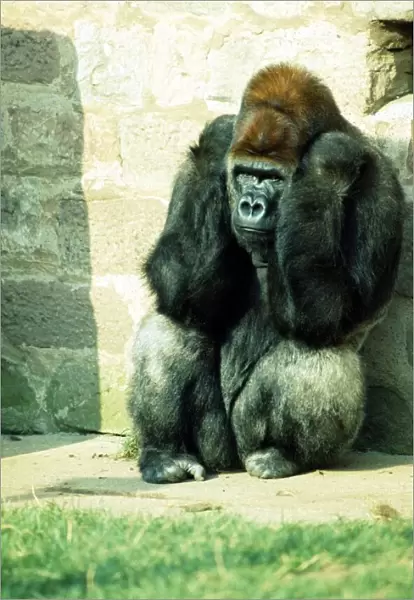 Gorilla sitting in the corner sulking at Chester Zoo. October 1977