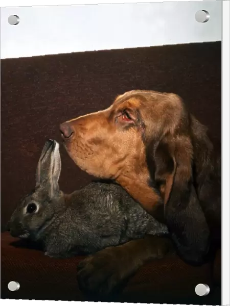 A Rabbit and Bloodhound dog together on the sofa August 1973