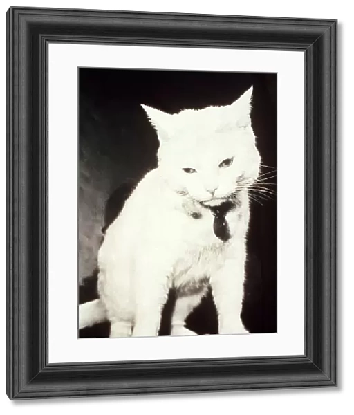 Celebrity Arthur the White Cat who featured in Television advertisements October