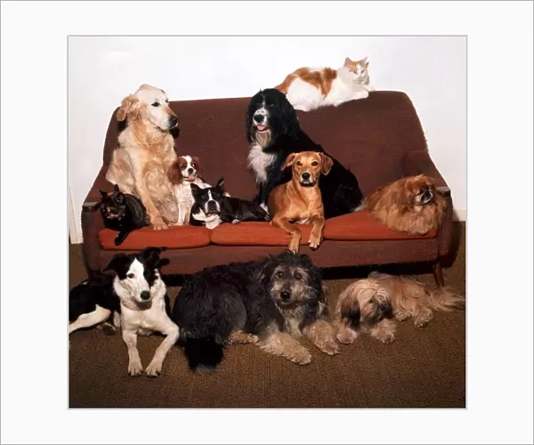A group of cats and dogs sitting on a settee August 1973