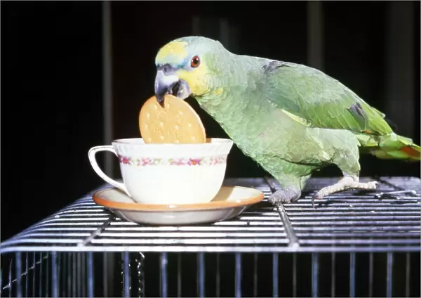 Jasper the green amazon Parrott dunking his biscuit into a cup of tea April 1985