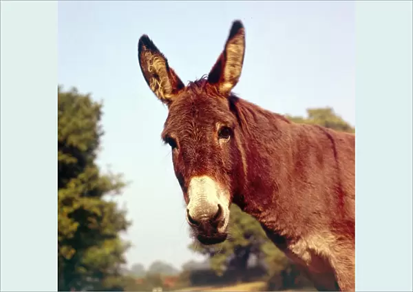A donkey at an English farm January 1972