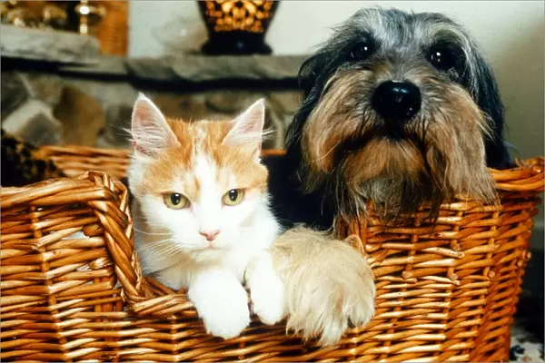 Celebrity pets feature. Poppy the Dog and Sophie the Cat in a basket. October 1995