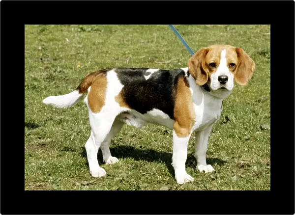 A beagle dog on a lead June 1987