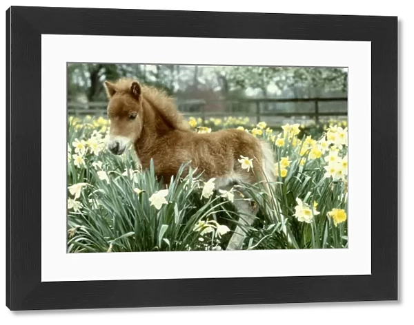 A Falabella miniature foal at Kilverstone Wildlife Park May 1983