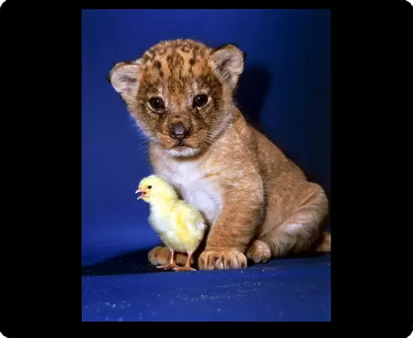 A Lion Cub with a tiny chick February 1987