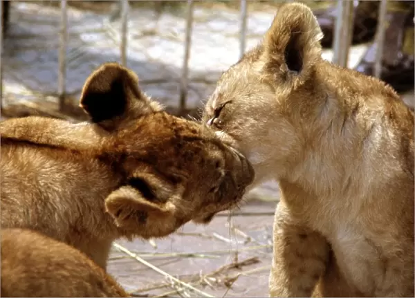 Lion cubs at Lion Park in Johannesburg South Africa April 1973