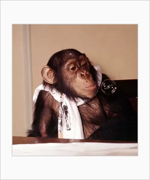 A chimpanzee at Bellue Vue Zoo blowing bubbles January 1968