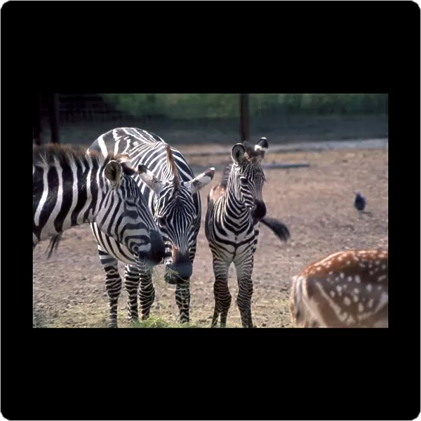 A Zebra family at Chester Zoo eating grass October 1977