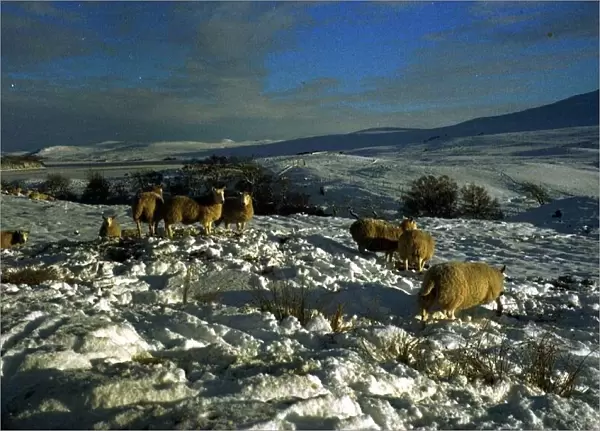 Sheep on the snow in Crask in the northern Highlands of Scotland which has been recorded