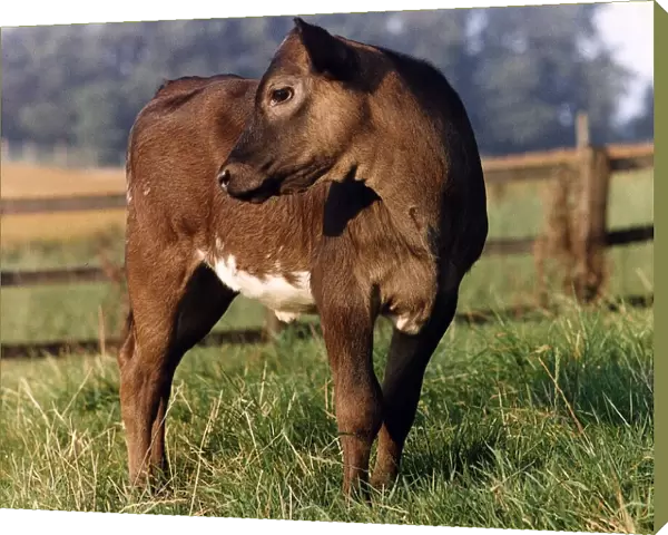 Cow in field September 1991