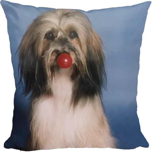 Animals Dogs Pippin TV Commercial star supporting Comic Relief Red Nose Day May