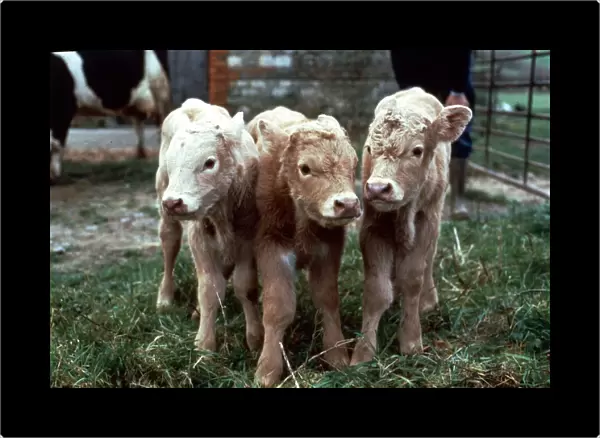 Fresian Cows January 1988