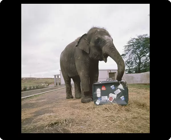 Elephant smelling a suitcase circa 1985