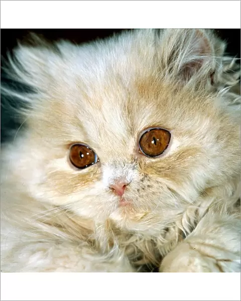 Persian cat with big brown eyes circa 1985