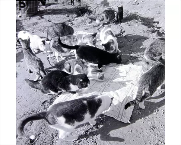 Stray cats home on the outskirts of Naples Italy December 1957