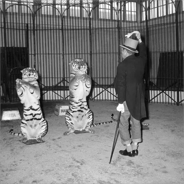 Alex Kerr and tiger Khan Tigers sitting up on their hind legs December 1957