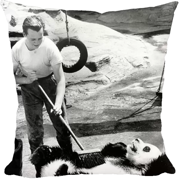Animals Humour Panda Chi Chi july 1978 Chi Chi the panda at London Zoo gets a scrub