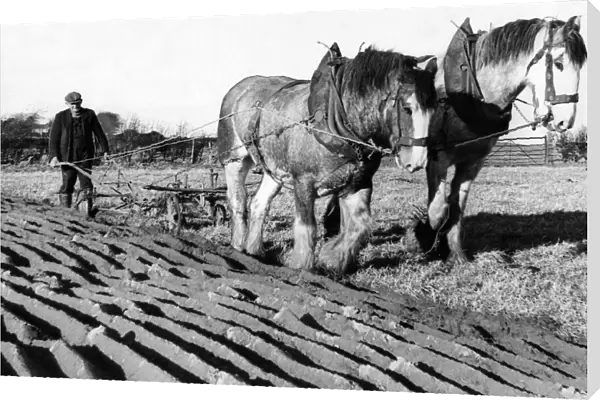 Two Clydesdales Prince and Glen in a ploughing competition in 1973