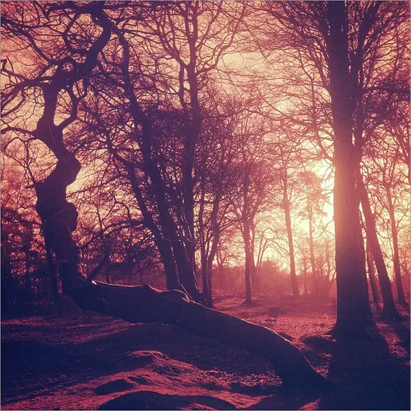 Woodland scene in Cheshire, sunset, March 1973