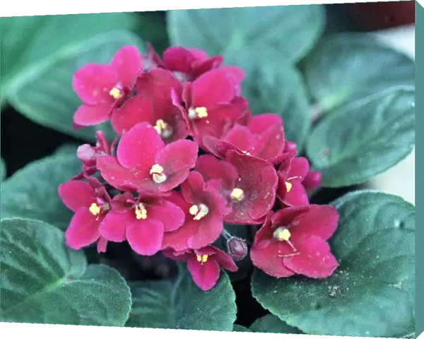 Plant, Violets