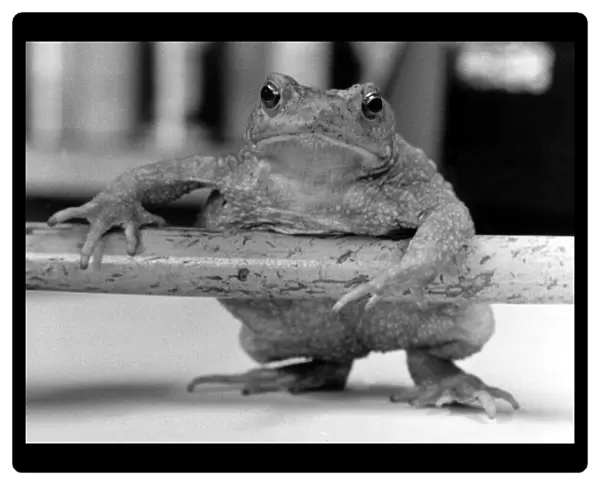 Albertina the toad or maybe Albert? No-one from the Natural History dept