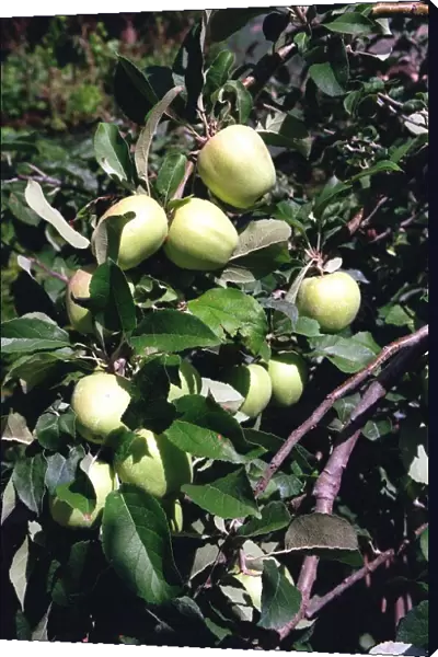 Apple Tree - Italy Food Apples