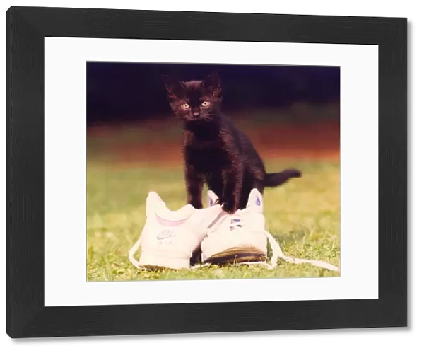 A kitten trying on a pair of trainers