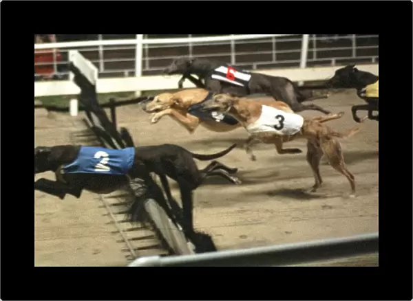 Synone Charlie leads Glown Fox, Arizona Prince and Springwell Boost over the first flight