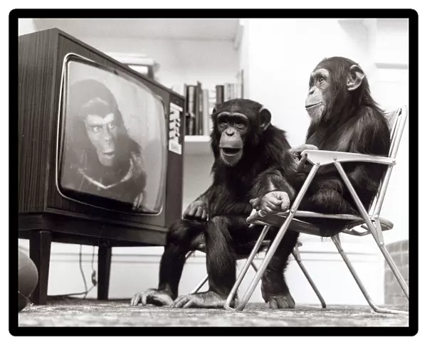 Chimpanzees Noddy and Chops sit down to watch Planet of the Apes on the television