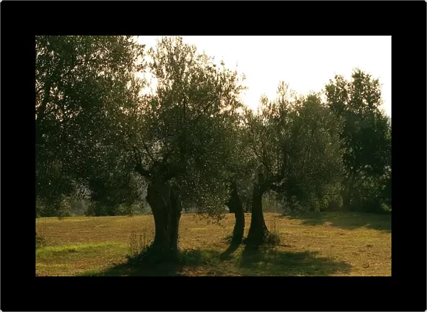 Olive Trees, Italy, Umbria