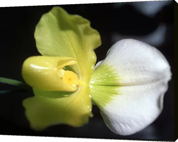 Orchid one of an estimated 30, 000 species January 1993