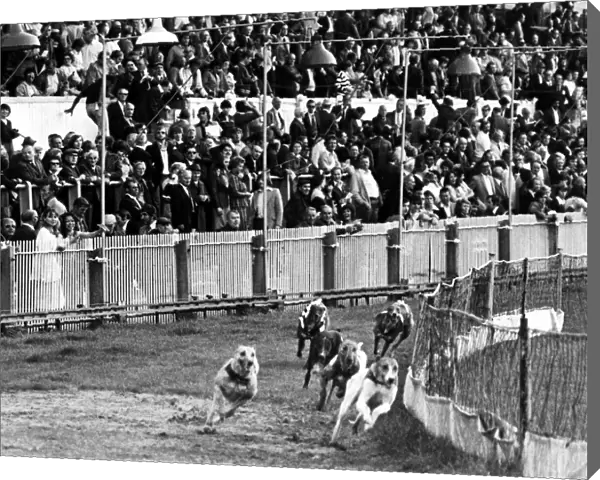 Greyhound racing: The scene at Cardiff Arms Park during the last Greyhound meeting