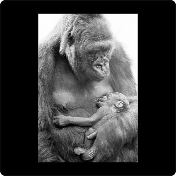 BABY DOLL Gorilla gives birth to baby KIBABU, at Howley Park Zoo, pictured 31st May 1977