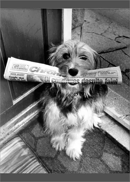 An advertisement for the Evening Chronicle A dog, sitting on a doorstep