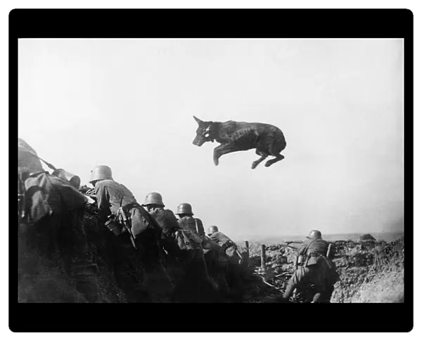 German dispatch dog seen here taking messages to the front line during the German advance