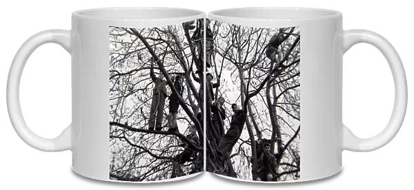 Boys up in the trees at Hallorton 22nd April 1946