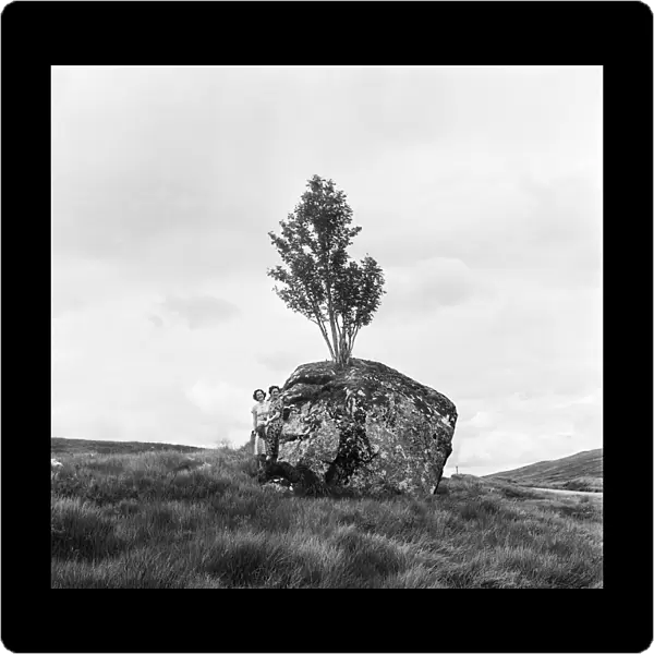 The Rannoch Rowan, a rowan tree growing out of a giant boulder on the desolate wilderness